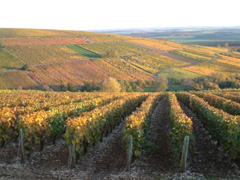 Vins-Sancerre-Le-Fait-du-Roy