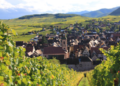 Vins-les-vins-d-Alsace